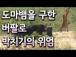 [현장] 새끼 사자에 잡힌 도마뱀…버팔로 때문에 살았다?!/ 연합뉴스 (Yonhapnews)