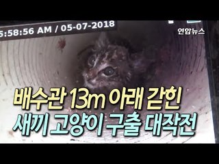 [현장] 나흘간 배수관 13m 아래 갇힌 새끼고양이의 운명은 / 연합뉴스 (Yonhapnews)