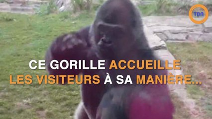 Un gorille a sa manière bien à lui d'accueillir les visiteurs d'un zoo !