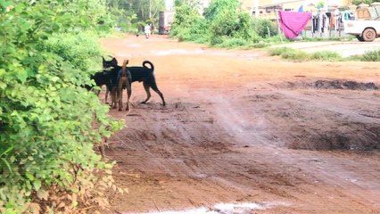 My Lovely Puppy Falliing In Love In The Summer - Rural Dogs - New Style Dogs