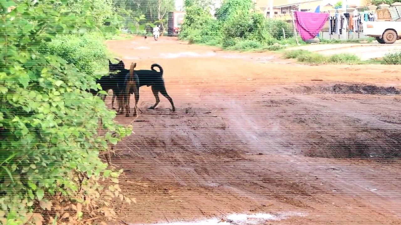 My Lovely Puppy Falliing In Love In The Summer - Rural Dogs - New Style Dogs