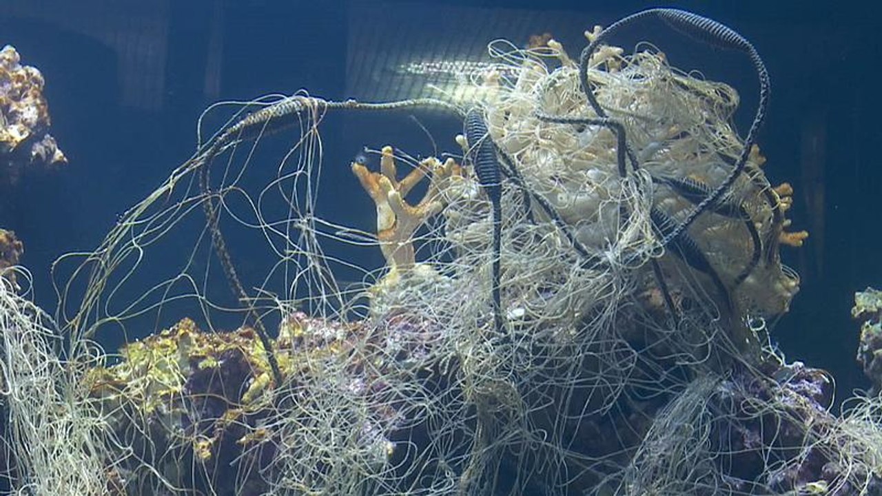 Plastikmüll im Aquarium