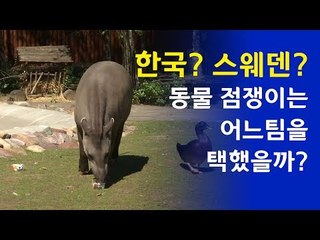 러시아 월드컵 점쟁이동물 '맥', 스웨덴 승리 점쳐  / 연합뉴스 (Yonhapnews)