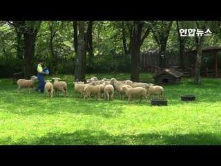 [현장] '가장 똑똑한 개' 보더콜리의 양몰이 실력은  / 연합뉴스 (Yonhapnews)