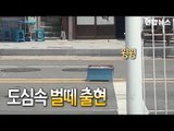 [제보] '여왕벌이 위험하다?' 세종시 도심에 수천마리 벌떼 출현 / 연합뉴스 (Yonhapnews)