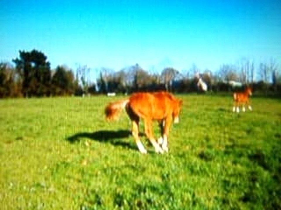 poulain choupette