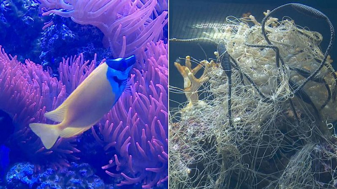 Zoo dumps plastic waste in aquarium to highlight ocean pollution problem