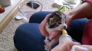 Hand Feeding 2 Week Old Kittens