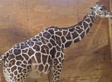 Watch: Streaming Icon April The Giraffe Is Pregnant Again!