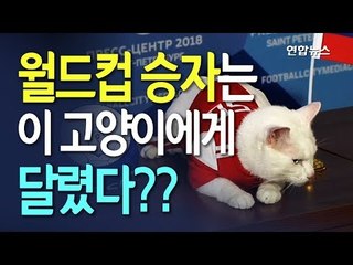 [현장] 월드컵 개막전 승자는?…러시아엔 '점쟁이 고양이'가 있다 / 연합뉴스 (Yonhapnews)