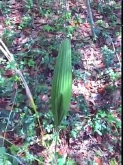 This bizarre plant seemingly moving on its own. the plant sways violently from side to side, with nothing else in shot moving at all.Credit: storyful