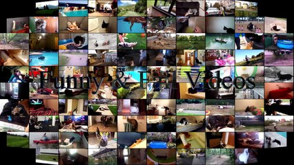 Funny Cats And Dogs Funny Cats vs Dogs Funny Animals Compilation