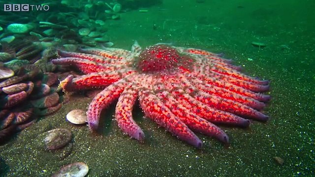 Zombie Starfish Natures Weirdest Events: Series 4 Episode 3 Preview BBC Two