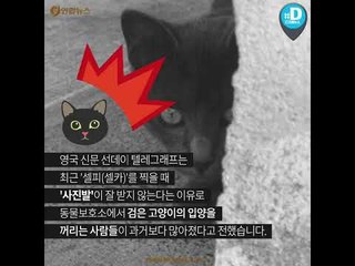 유기동물 생사 가르는 차별…검은 개 증후군 / 연합뉴스 (Yonhapnews)