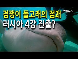 [현장] 러시아 4강 진출?…점쟁이 돌고래 점괘 맞을까 / 연합뉴스 (Yonhapnews)