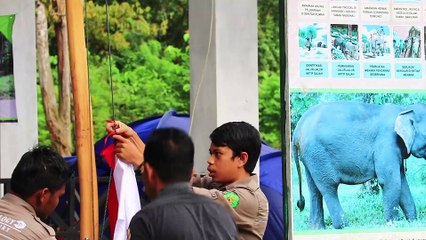 Sumatralı fil Endonezya bayrağını dalgalandırdı - AÇE