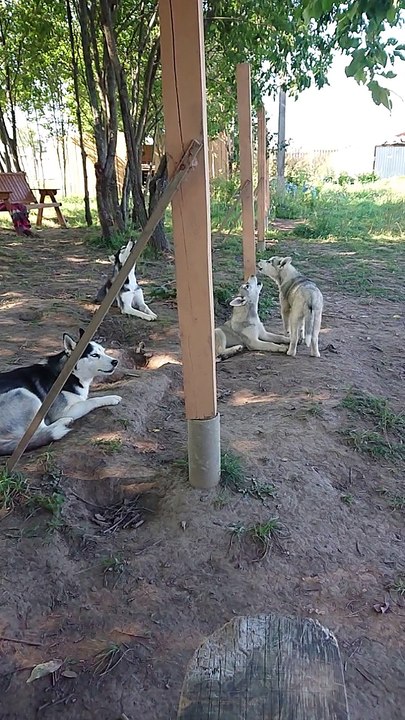 Amazing Concert 7 Husky