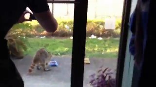 Scaring Huge Racoon away from Cat food