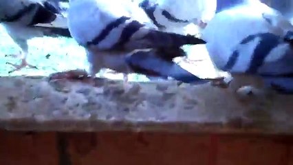 new YOUNG BIRD LOFT RACING PIGEONS