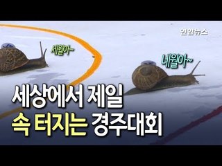[현장] '세월아 네월아'…세상에서 가장 '속터지는' 경주 대회 / 연합뉴스 (Yonhapnews)