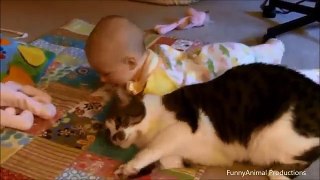 Cute Cats Babysitting Compilation