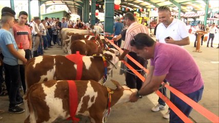 Taşköprü’de en iyi sarımsak ve en iyi buzağı yarışması düzenlendi