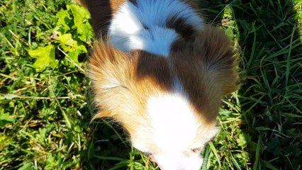 en promenade aux Glières