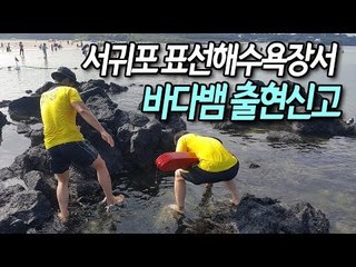 서귀포 표선해수욕장서 바다뱀 출현신고…해경 "주의해야" / 연합뉴스 (Yonhapnews)