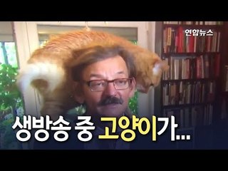 [현장] 생방송 중인 교수 눈 가려버린 '훼방꾼 냥이' / 연합뉴스 (Yonhapnews)