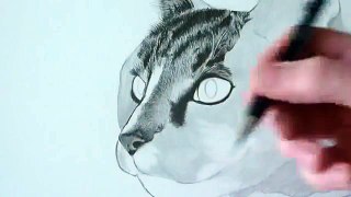 How to Draw Animal Fur (Cats)