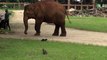 Cet éléphant adorable veut jouer avec un chat