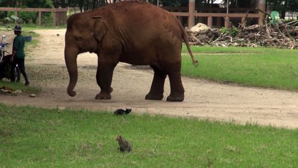 Cet éléphant adorable veut jouer avec un chat