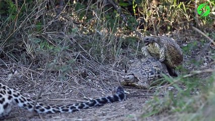Des tortues pas pudiques n'ont rien à faire du guépard à coté d'elles