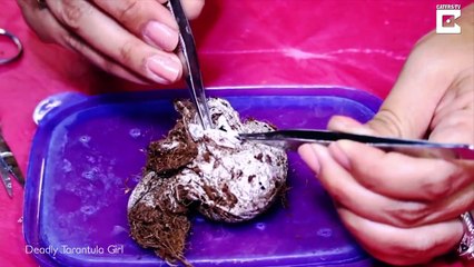 Elle ouvre un sac remplit d'oeufs de tarentule sous nos yeux!