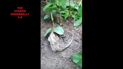 Ce rat a une plante qui lui pousse sur le dos