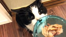 猫はレバーが嫌い？おむすびさんとレバニラ炒め