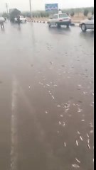 الفيديو.. السماء تمطر سمكا