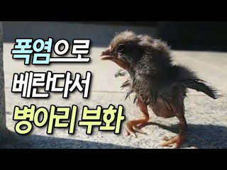 [제보] "삐악삐악"…폭염으로 베란다서 병아리 부화 / 연합뉴스 (Yonhapnews)