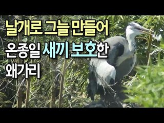 [현장] 해뜰때부터 질때까지…날개로 그늘 만들어 새끼 보호한 왜가리 / 연합뉴스 (Yonhapnews)