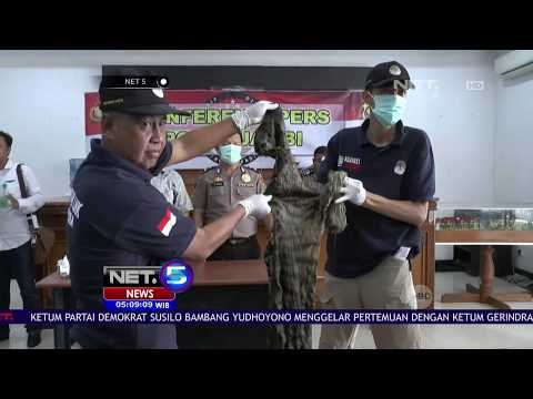 Petugas Gagalkan Penjualan Kulit Harimau-NET5