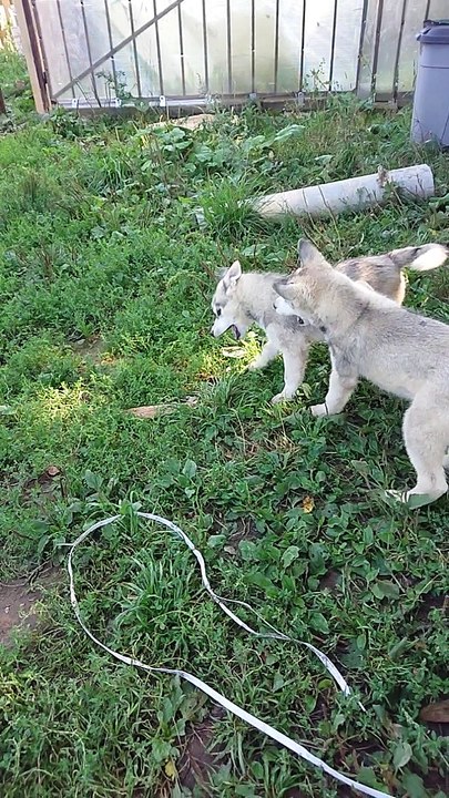 Brother on Brother, the battle of Husky