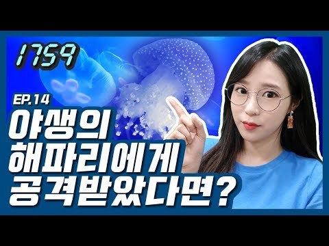 [1759] 해수욕장 가기 전에 꼭 알아둬야 할 TIP / 연합뉴스 (Yonhapnews)