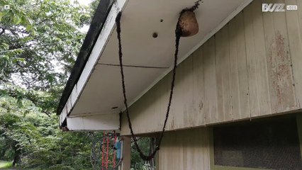 Incredible: army of ants creates bridge to attack a wasp nest