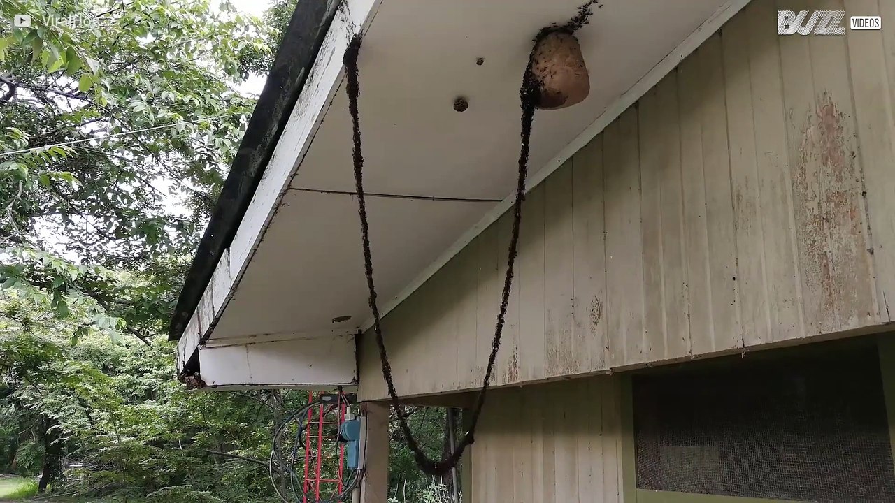 Incredible: army of ants creates bridge to attack a wasp nest