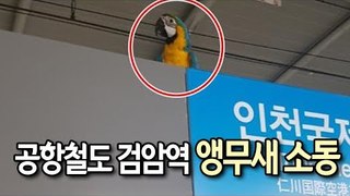 공항철도 검암역 앵무새 소동…쫓기다가 주인과 극적 상봉 / 연합뉴스 (Yonhapnews)