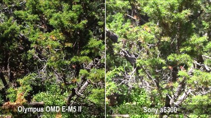 Comparativa de enfoque entre Sony a6300 y Olympus OMD E-M5 II