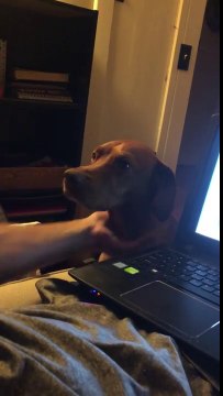 Qué tierno : perro suplica por una caricias