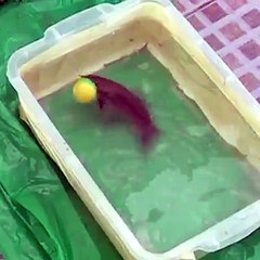 Fam?lia - Brasil video that is football but not as you expect. Even the fish are world class