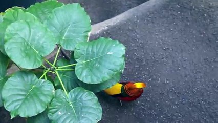 Golden Pheasant one of the most beautiful birds