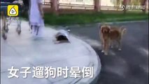 Cachorro leal se recusa a sair do lado de sua dona depois que ela desmaiou na rua
